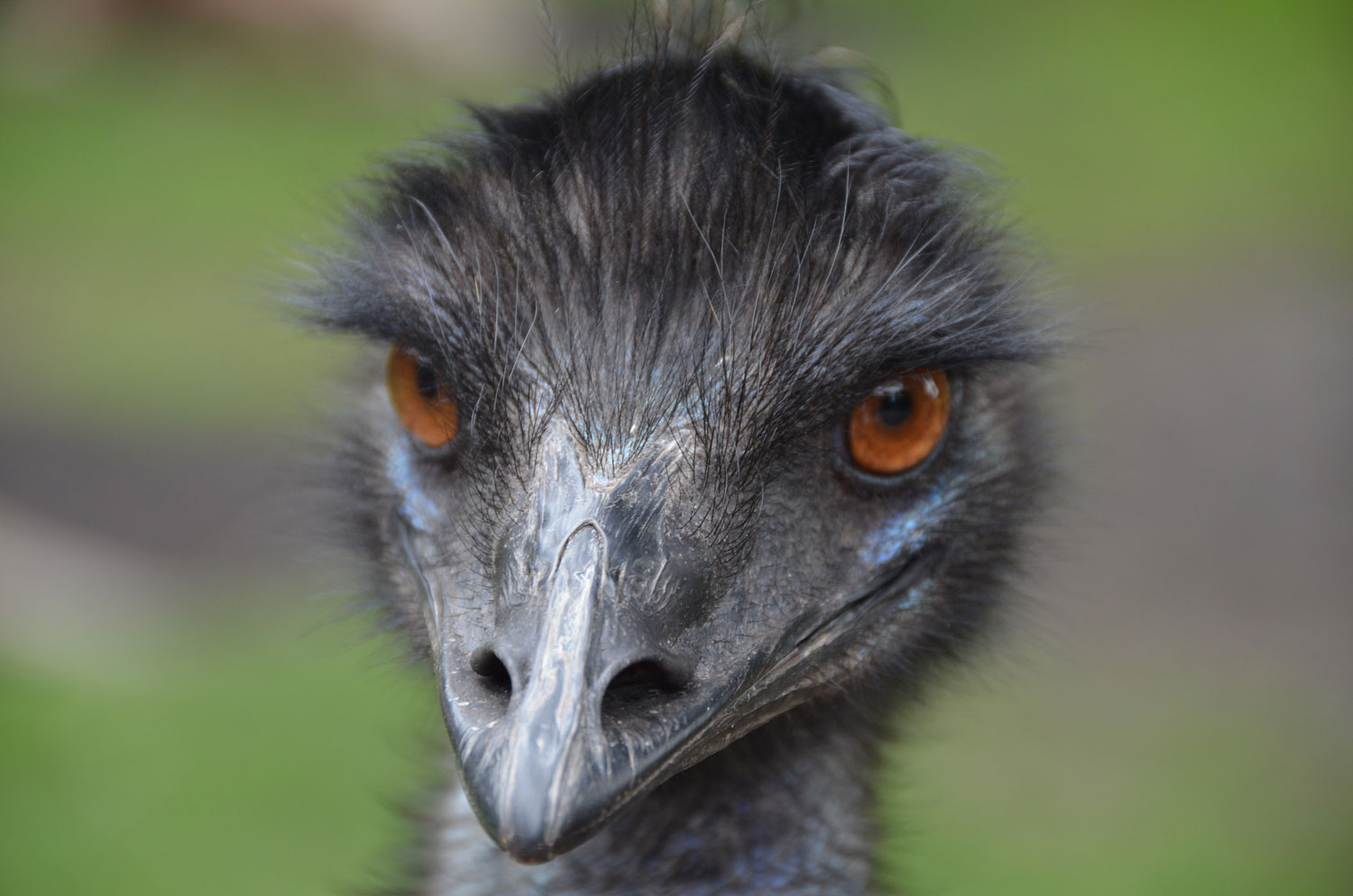 The Great Emu War How Australia Was Beaten By A Bird